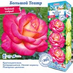 Роза Большой Театр (Чайно-гибридная) 1шт (Сиб сад)