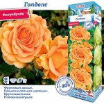 Роза Голделс (Флорибунда) 1шт (Сиб сад)
