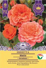 Роза Нинетта (Английская) &quot;Коллекционер&quot; (с этикеткой) 1шт (Сиб сад)