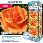 Роза Винер Чарм (Чайно-гибридная) 1шт (Сиб сад)