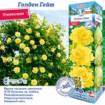 Роза Голден Гейт (Плетистая) 1шт (Сиб сад)