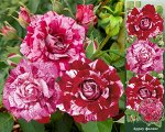 Роза Ароу Фоллиес (Спрей) 1шт (Сиб сад)