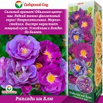 Роза Рапсоди ин Блю (Шраб) 1шт (Сиб сад)