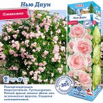 Роза Нью Даун (Плетистая) 1шт (Сиб сад)