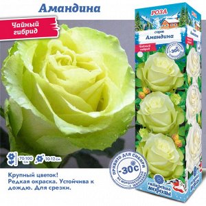 Роза Амандина (Чайно-гибридная) 1шт (Сиб сад)
