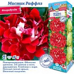 Роза Мистик Раффлз (Флорибунда) 1шт (Сиб сад)