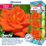 Роза Моника (Чайно-гибридная) 1шт (Сиб сад)