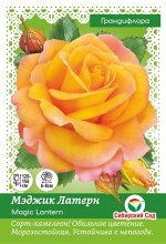 Роза Мэджик Латерн (Грандифлора) &quot;ЭКОНОМ&quot; 1шт (Сиб сад)