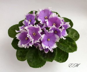 ПТ - Лунное затмение
