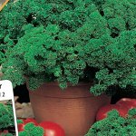 Петрушка кудрявая Французская