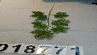Ветка клен зеленый 32-48 см (компл.=10 шт)