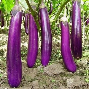 Баклажан Фиолетовый длинный (0,1гр)