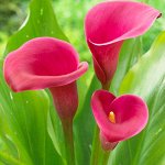 Калла ROYAL PLUM