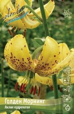 Лилия Голден Морнинг (Специальный гибрид) 12/14 2шт (Колорлайн)