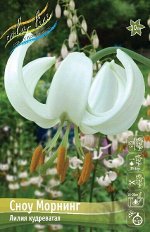 Лилия Сноу Морнинг (Специальный гибрид) 10/12 2шт (Колорлайн)