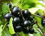 Смородина Дачница черная (коробка) 1шт (Сиб сад)