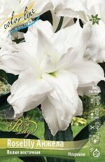 Лилия ROSELILY Анжела (Восточная/Махровая) 12/14 1шт (Колорлайн)
