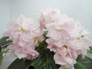 Фиалки Очень крупные полумахровые и махровые объёмные белые цветы с нежно розовыми напечатками по лепесткам. Очень пышное шапочное цветение, шикарные цветоносы, аккуратная розетка из зелёных листьев. 