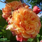 Роза плетистая Алоха