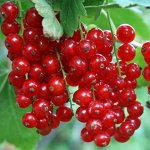 Смородина красная Натали