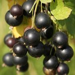 Смородина черная Селеченская 2