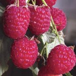 Малина Новость Кузьмина