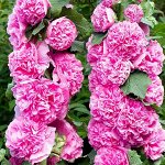 Мальва (Шток-роза) Розовые Кружева махр, розовая, до 2,5м, двул 0,1гр Гавриш/ЦВ
