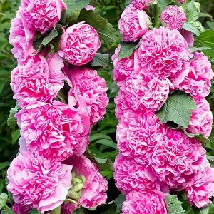 Мальва (Шток-роза) Розовые Кружева махр, розовая, до 2,5м, двул 0,1гр Гавриш/ЦВ
