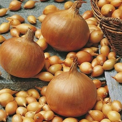 Голландский лук! Предзаказ! Свободный. Плодово-ягодные луковицы ...