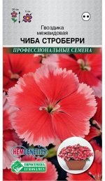 Гвоздика межвидовая Чиба Строберри (5 шт) /Hem Genetics