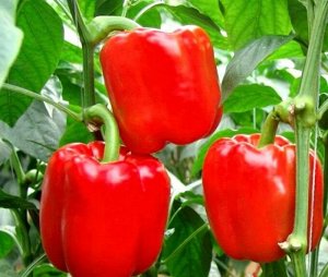 Перец Сладкий Калифорнийское Чудо среднеранний, красный ХИТ 0,3гр Гавриш/ЦВ