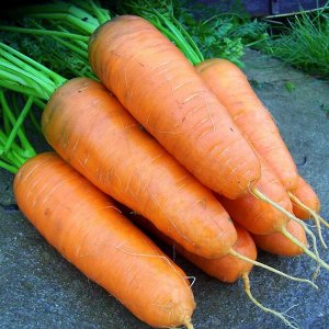 Морковь Шантенэ 2461 среднеспелая, для хранения 1,5гр СА/БП