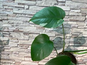 Монстера Монстера делициоза сорт с листьями около 30 см 
Взрослые листья имеют красивые разрезы.  
Растет в полутени, но больше предпочитает хорошее освещение и умеренный полив. 
Можно вырастить прекр