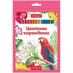 Карандаши &quot;Птицы&quot; 36цв., заточен., картон. уп., европодвес