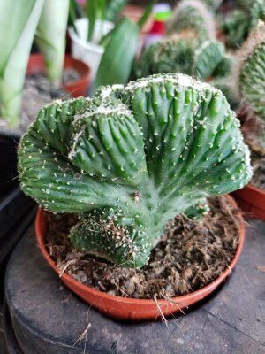 Суккулент Austrocylindropuntia subulata f. cristata