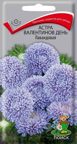 Астра Валентинов день Лавандовая ЦП