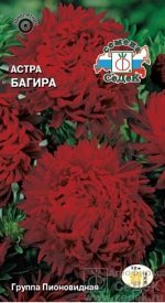 Астра Багира (пионовидная)