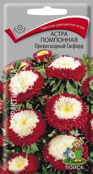 Астра помпонная Превосходный Гасфорд ЦП