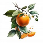 Эфирное масло МАНДАРИН КРАСНЫЙ (Танжерин), Citrus reticulata 5 мл.