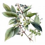 Эфирное масло ЛИТЦЕЯ, Litsea cubeba  5  мл
