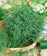 С Укроп Обильнолистный высокор, среднеспелый, куст 2гр Гавриш/БП