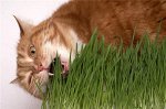 Трава для кошек . ЦП