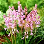 Hyacinthoides hisp. Pink