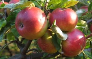 Саженцы плодовые, декорат, хвойники в наличии — Яблони — все по 300 руб
