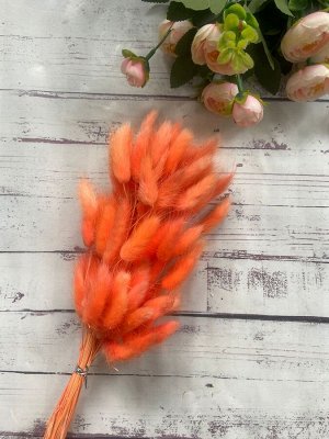 Лагурус цвет оранжевый 65 см