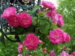 Саженцы декоративных кустарников
