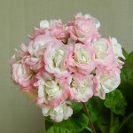 Пеларгония Sutarves Nada K, укорененный черенок