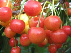 Саженцы плодовые, гортензии, хвойники в наличии — Черешня акция все по 300 руб