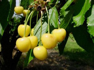 Дрогана Средний срок активного плодоношения черешни Дрогана жёлтая — 25 лет. Первые ягоды появляются на 4–5-й год после посадки. Этот сорт даёт стабильный урожай — до 80 кг ягод с сотки. Растение хоро