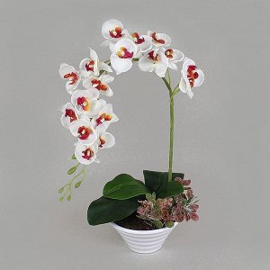 ЦК48/33-3 Орхидея Фаленопсис (бело-малинов)